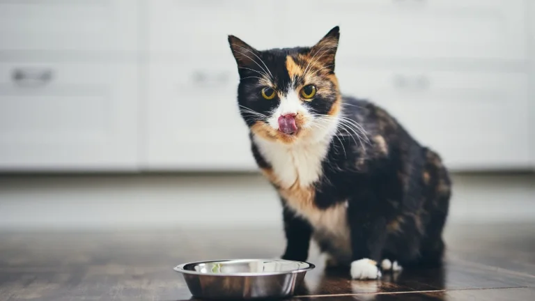 tortie cat standing next to food bowl licking lips