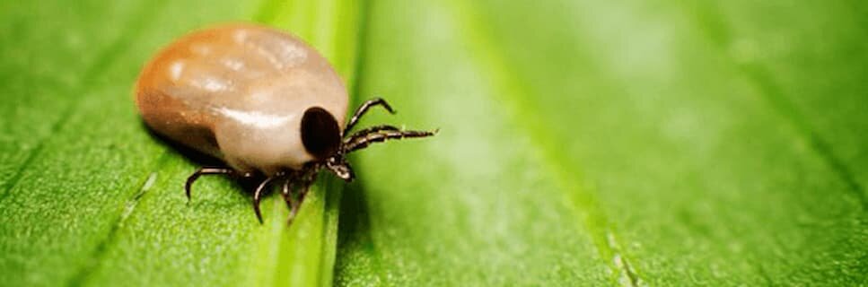 tick on a leaf
