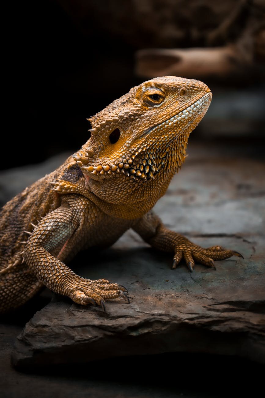 bearded dragon with raspberry on head