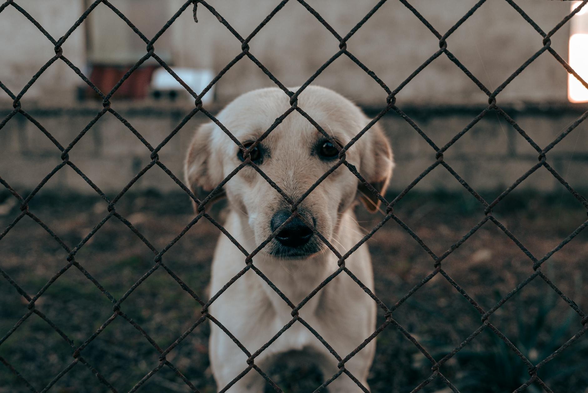terrier dog looking through fence