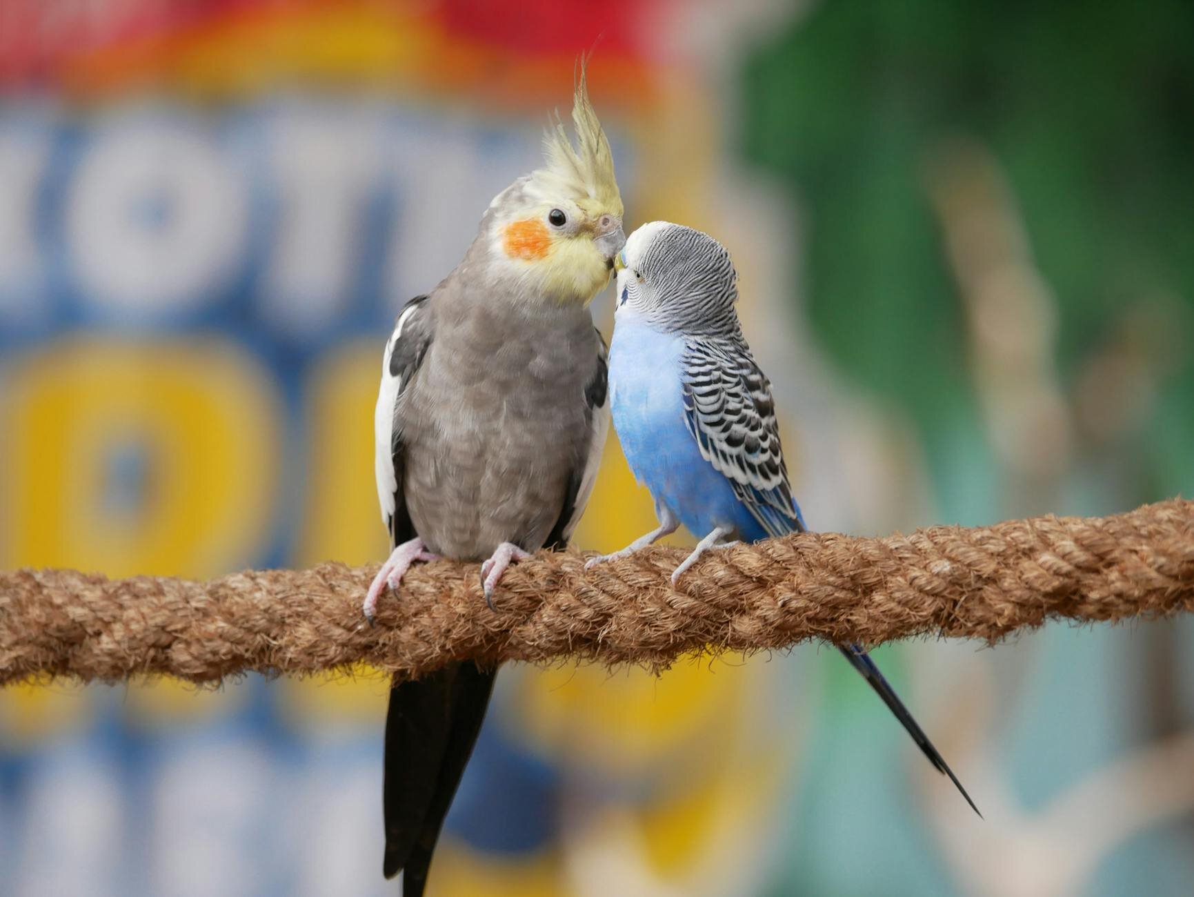 cockatiel and budgerigar