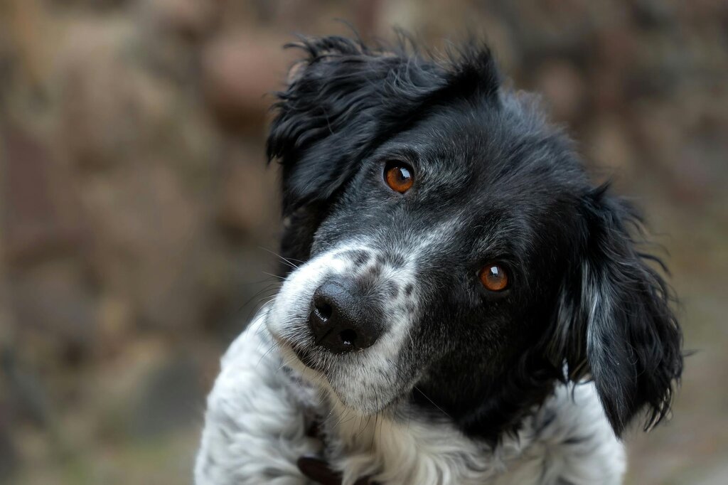 dog with cocked head