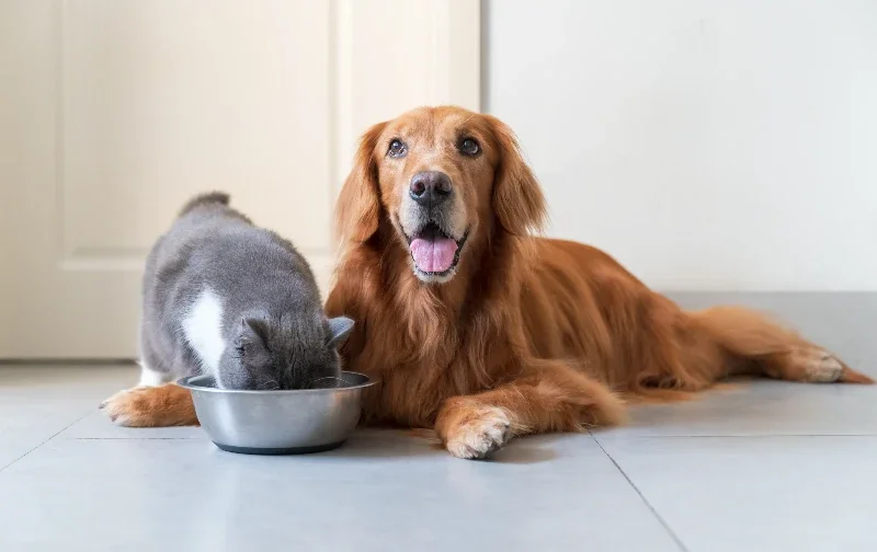 dog lying next to cat while cat eats from bowl