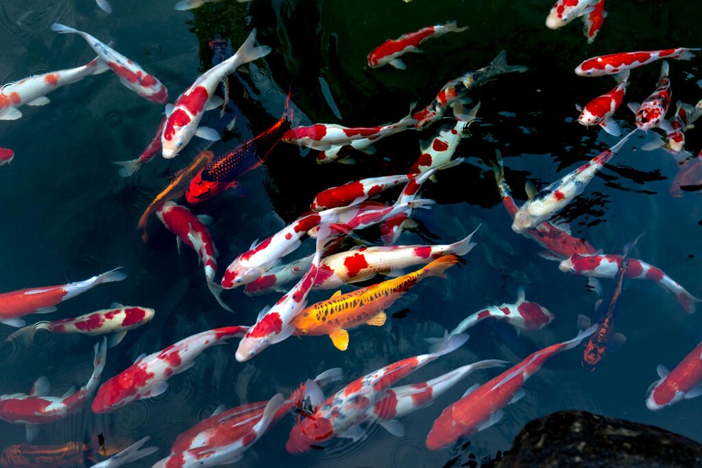 koi in outdoor pond