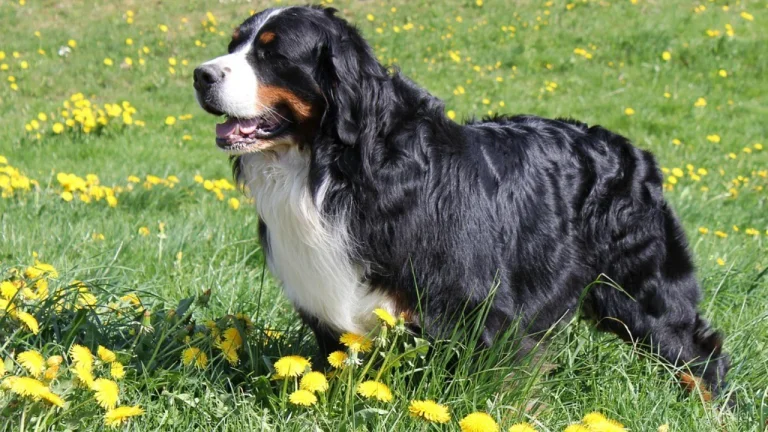 Bernese Mountain Dog standing in field
