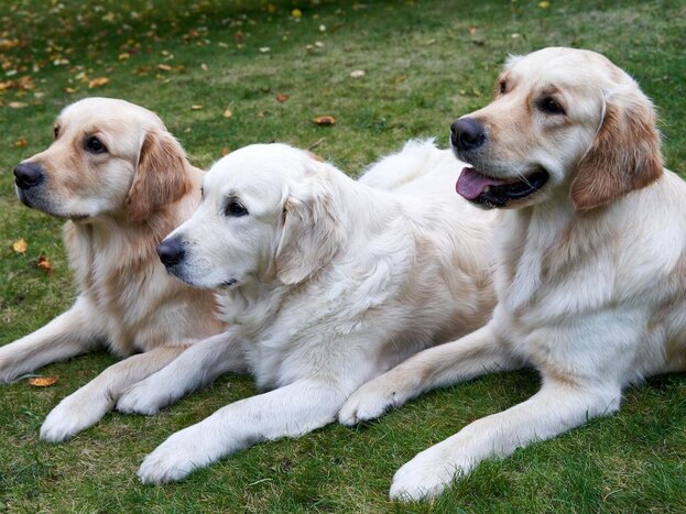 3 golden retrievers lying on grass