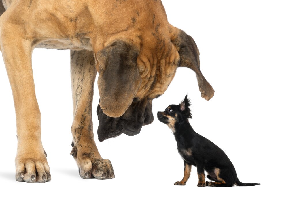 A large brown great dane or mastiff dog looking down at a small black and brown chihuahua dog