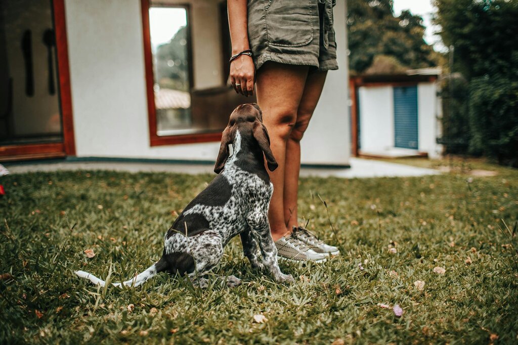 image of a spotted dog sitting at owner's legs