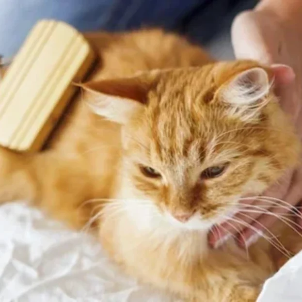 ginger cat being groomed