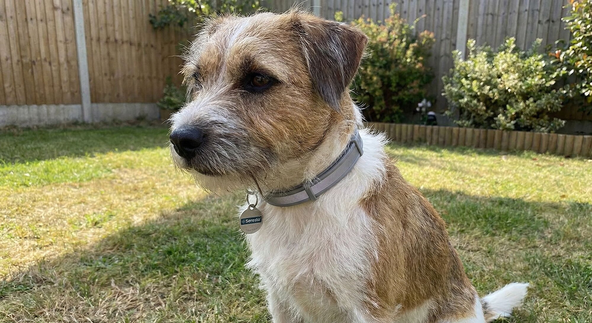 dog wearing tick collar