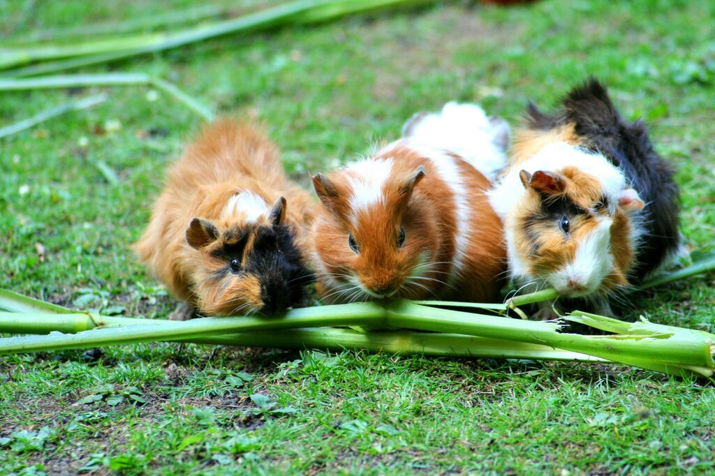 3 guinea pigs chewing on greens