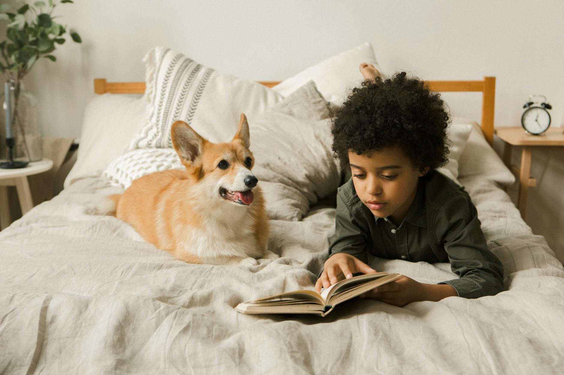 boy lying on his bed reading to his pet corgi dog 