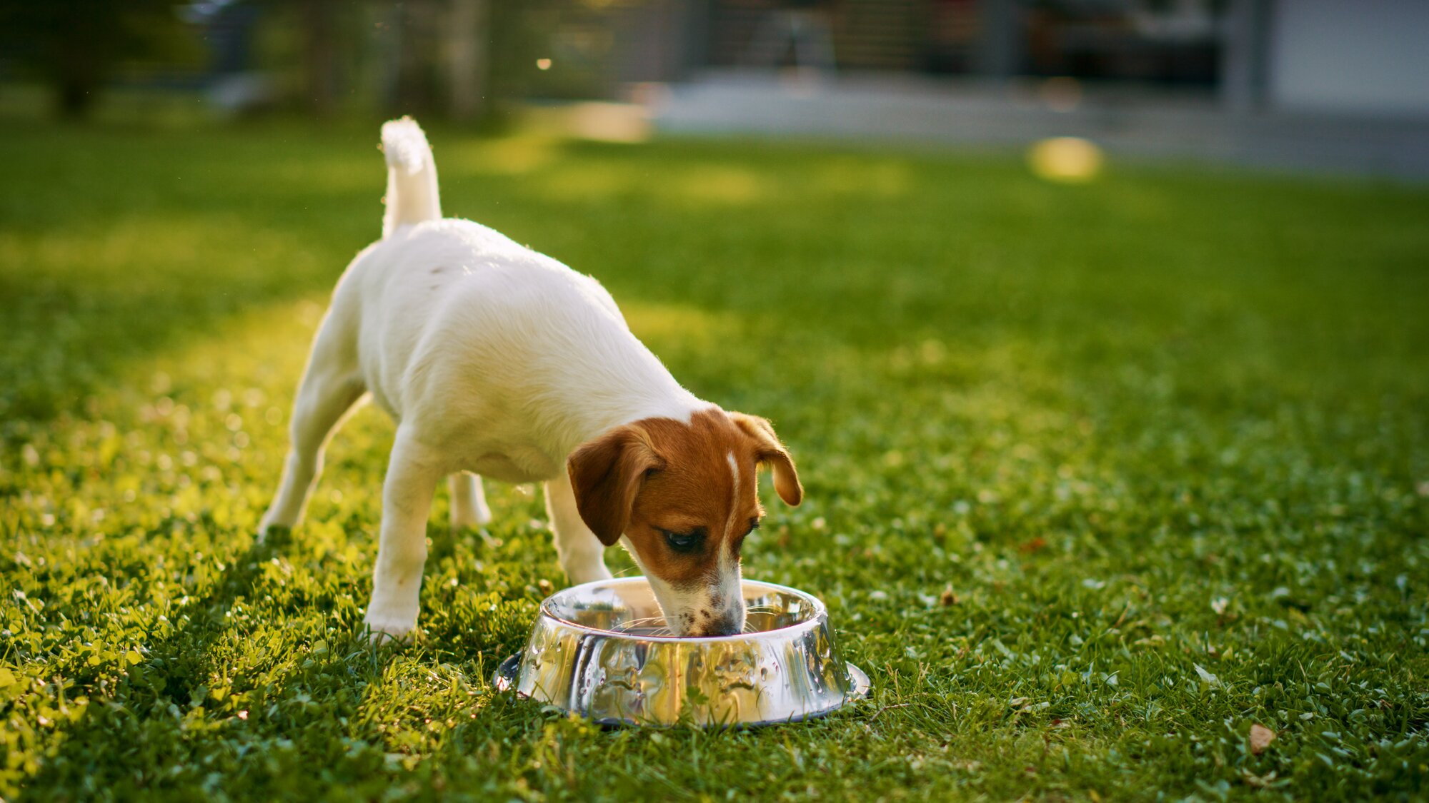 jack russell eating from stainless steel bowl outside on grass in sunlight