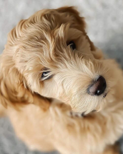 Groodle puppy looking up at camera