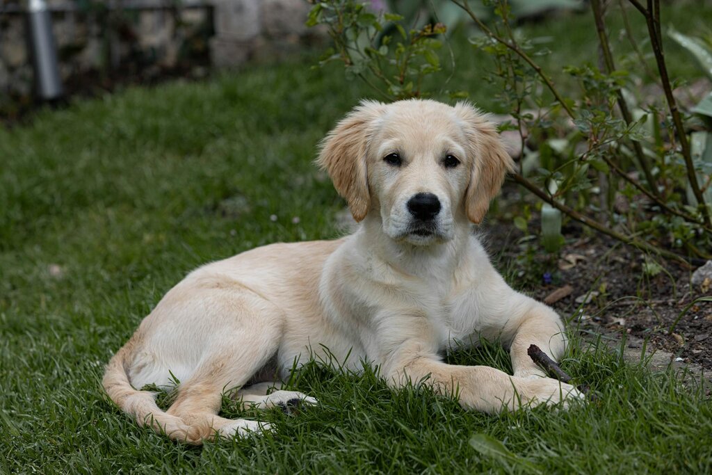 4 month old golden retriever puppy lying in grass