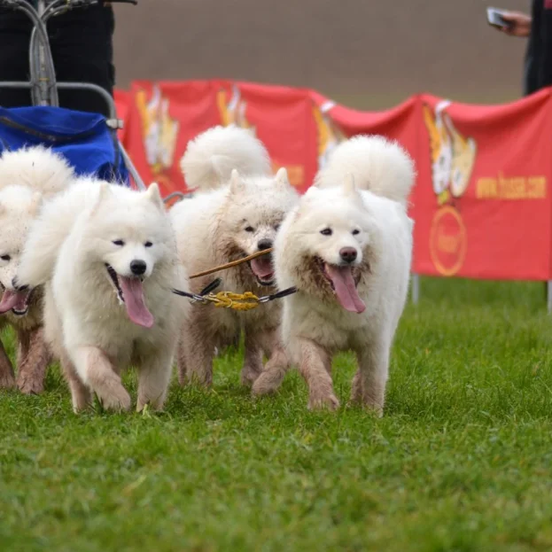 samoyeds pulling sled
