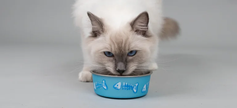 ragdoll cat eating from a bowl