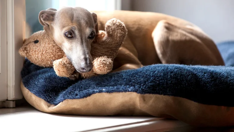 italian greyhound snuggling with soft toy on bed