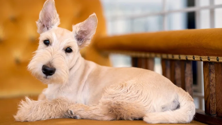 wheaten scottish terrier lying on sofa