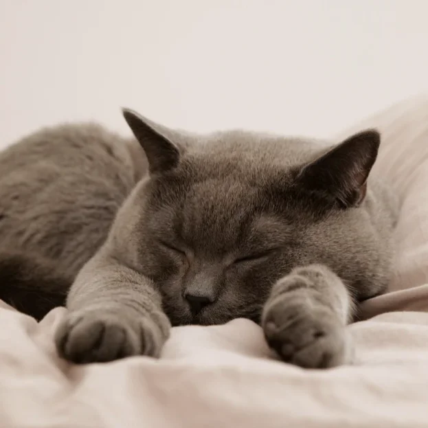 british shorthair cat sleeping on bed