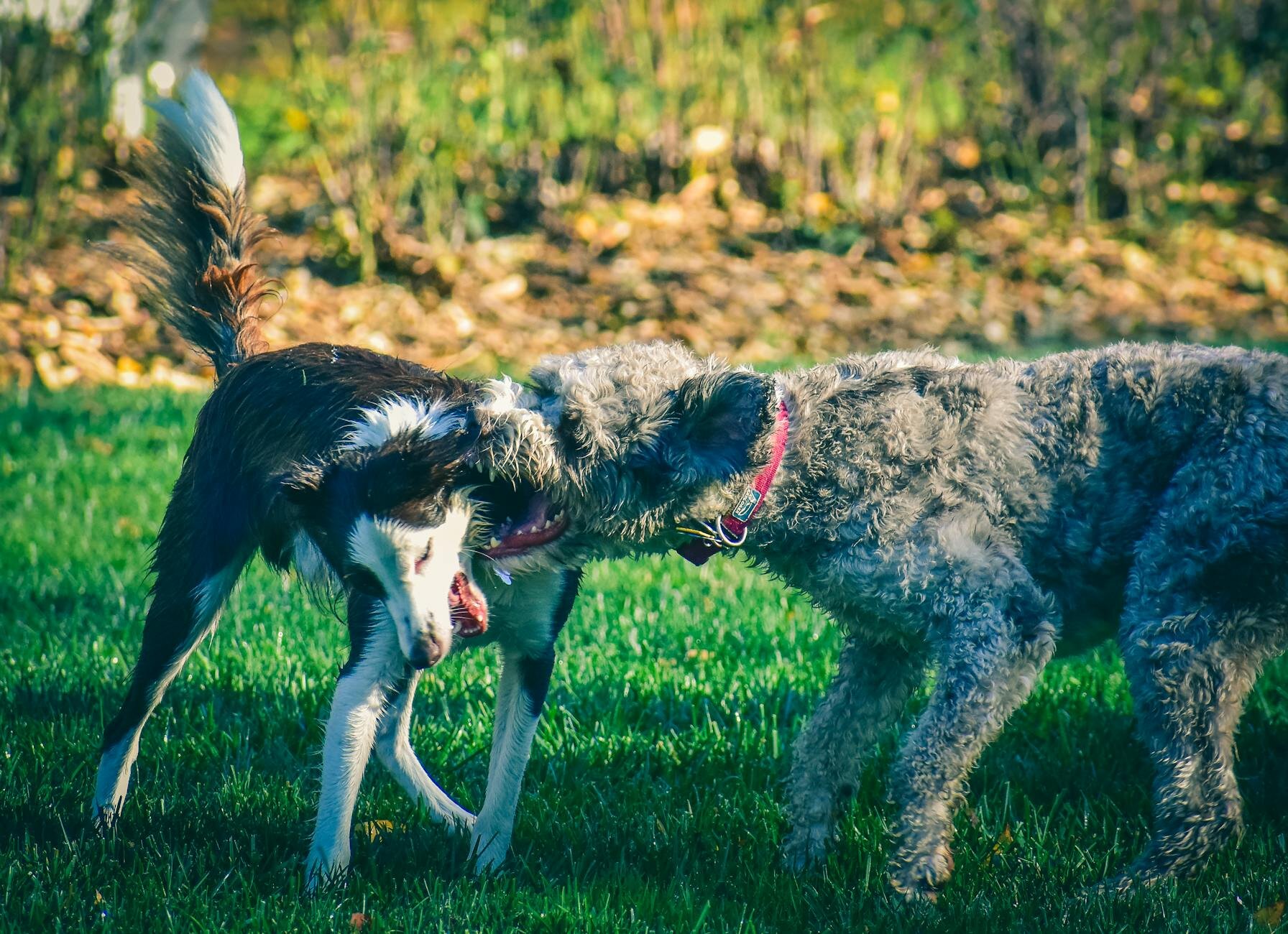 2 dogs fighting at park