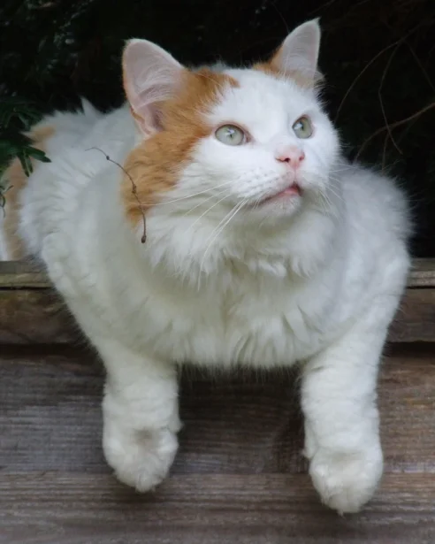 turkish van hanging over edge of garden bed border