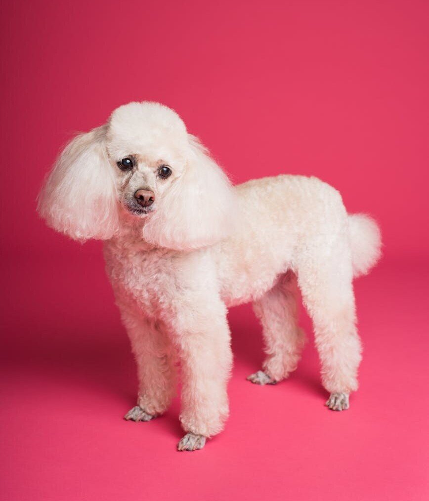 white poodle with fluffy groomed ears on pink background