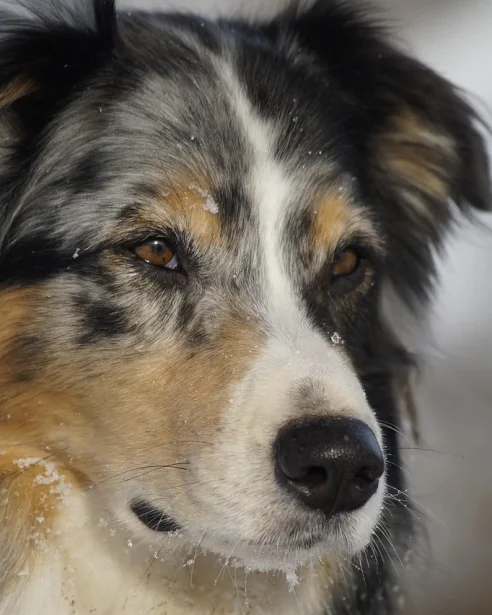 australian-shepherd-health