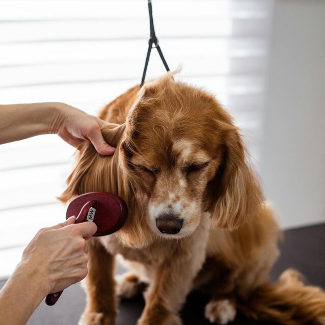 cocker spaniel being groomed