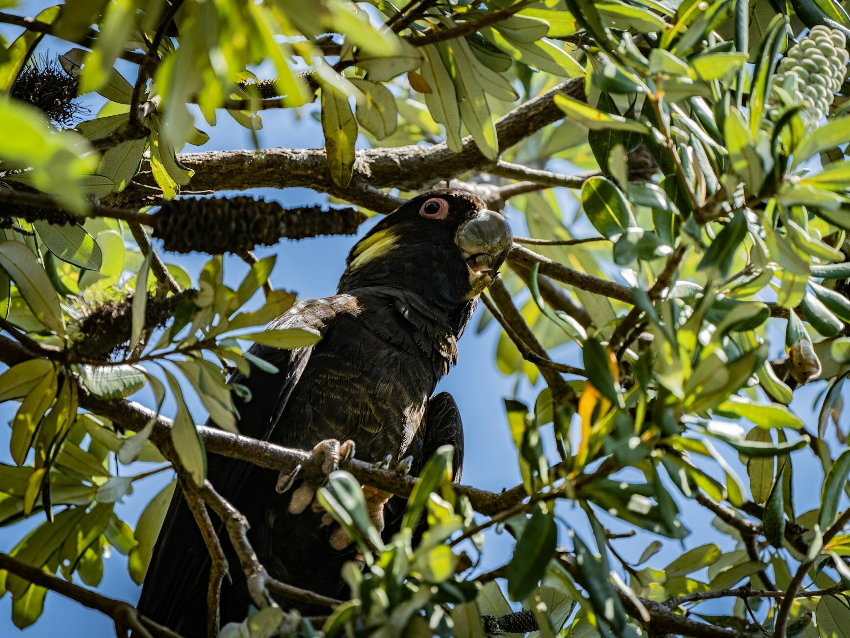 black cockatoo in banksia tree