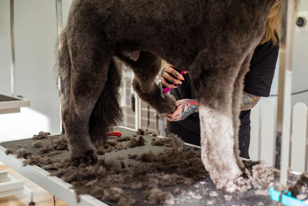 oodle breed being clipped on grooming table 