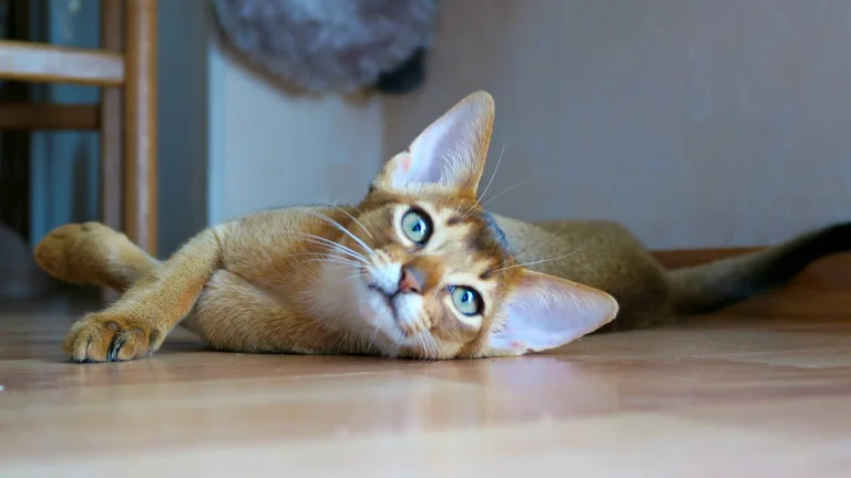 abyssinians lying on floor