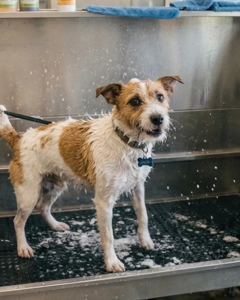 jack russell being bathed professionally