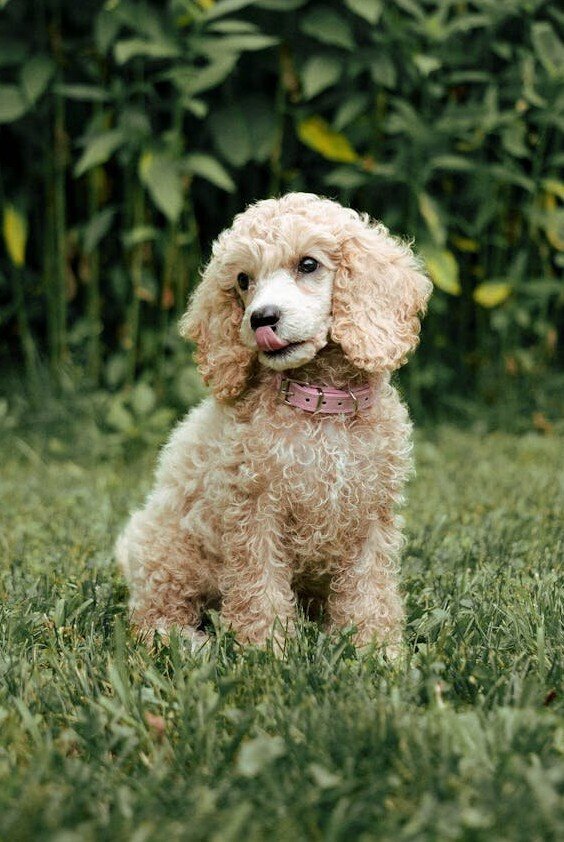 cream poodle sitting with tongue out licking nose