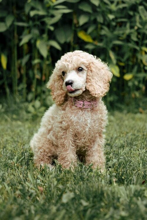 cream poodle sitting with tongue out licking nose