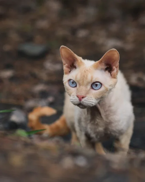 devon rex outdoors