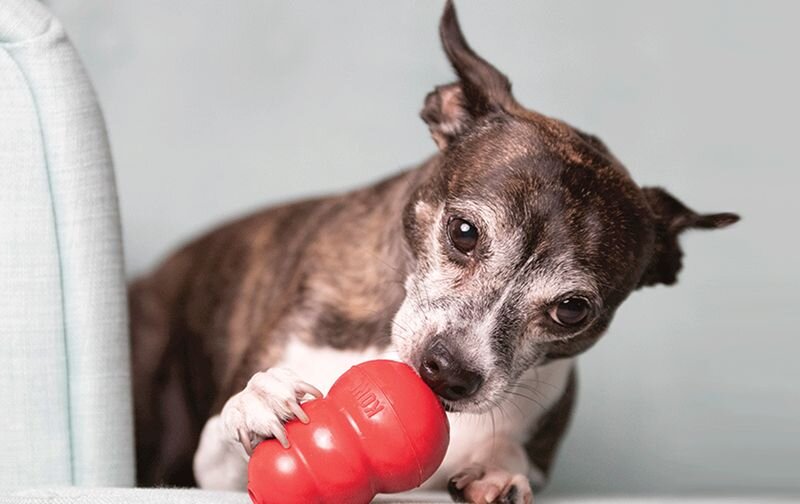 dog eating from kong toy