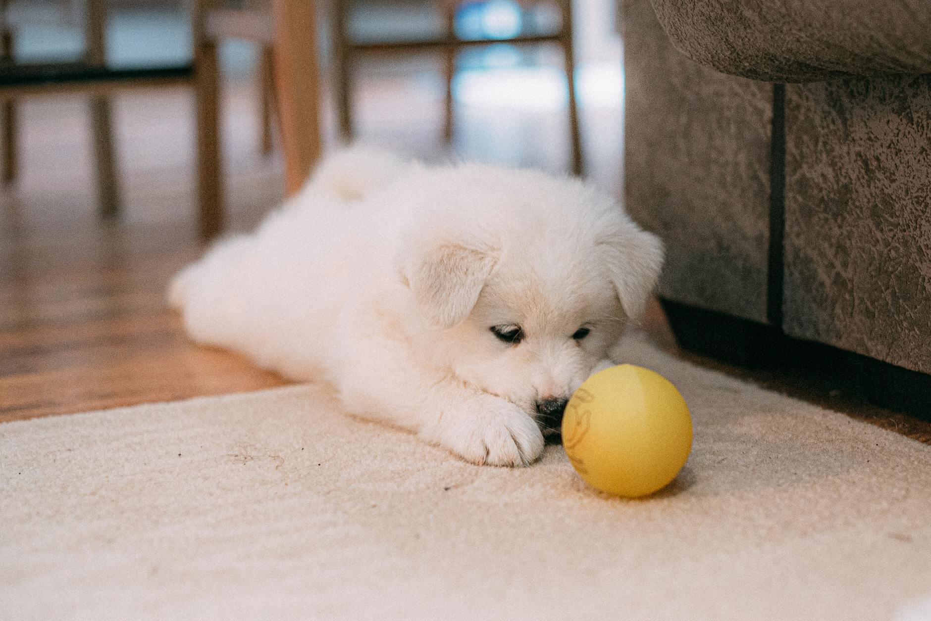 puppy lying on floor with ball