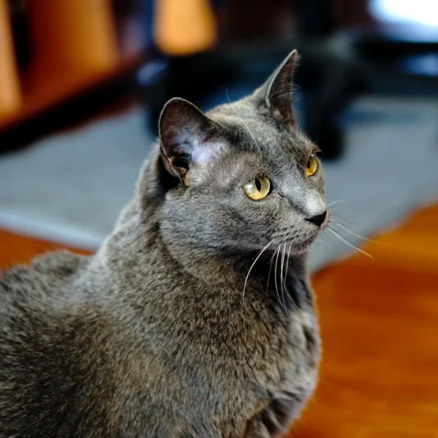 Side profile of Russian Blue cat 