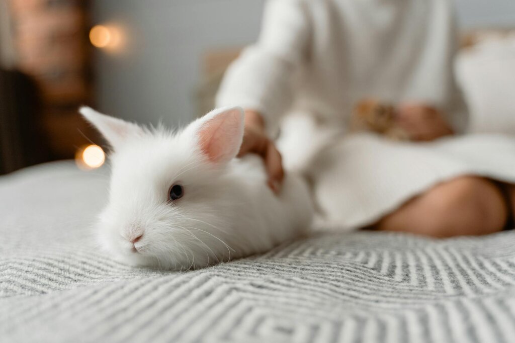 white rabbit on bed