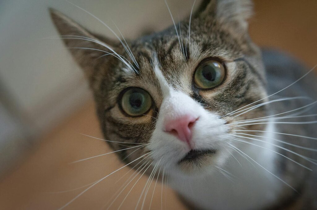 A tabby and white cat close up face looking at the camera slightly confused