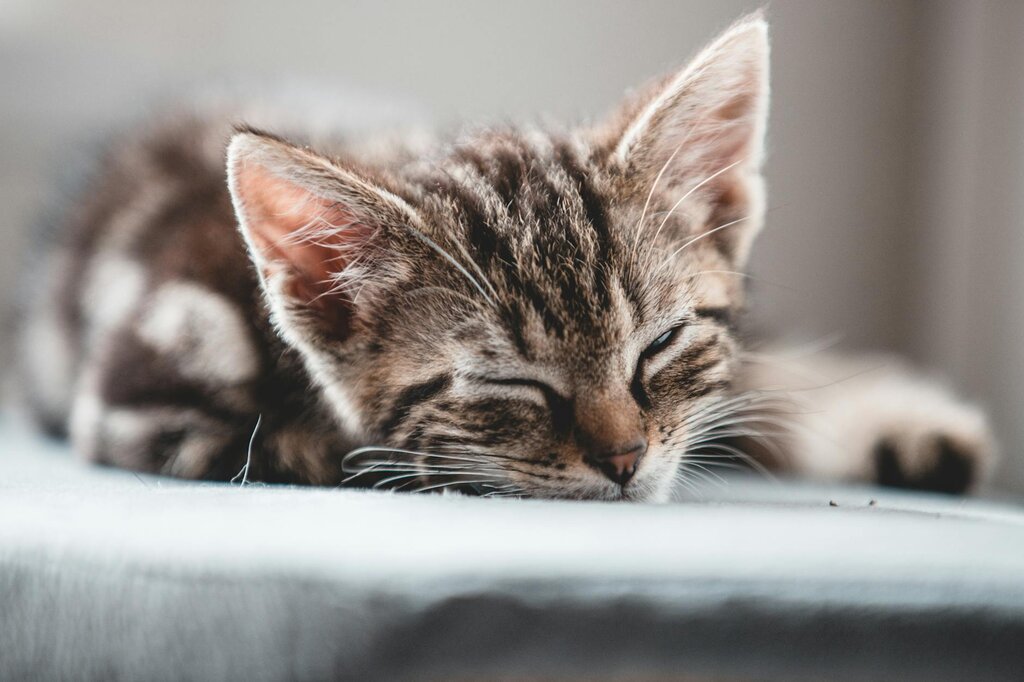 kitten sleeping