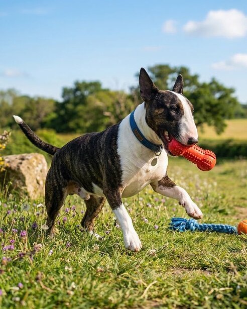 bull-terrier-playing