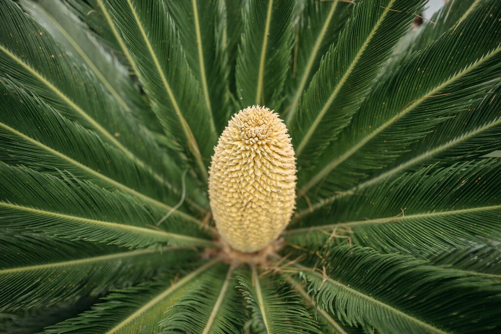sago palm