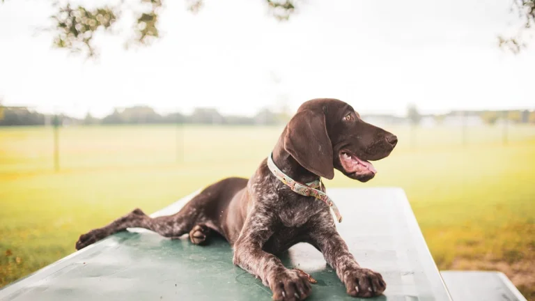 young german shorthaired pointer laying on picnic table