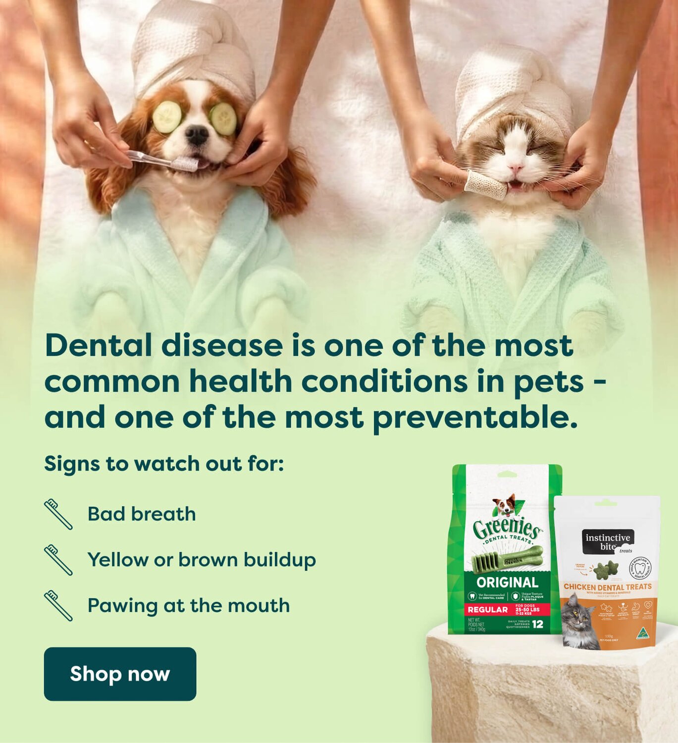 dental care for pets