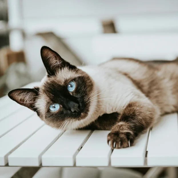 siamese cat laying on table