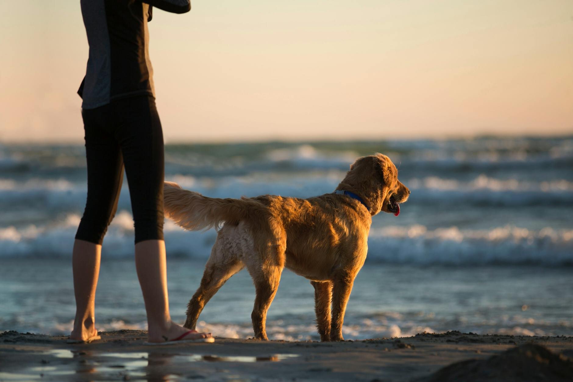dog standing at beach next to human