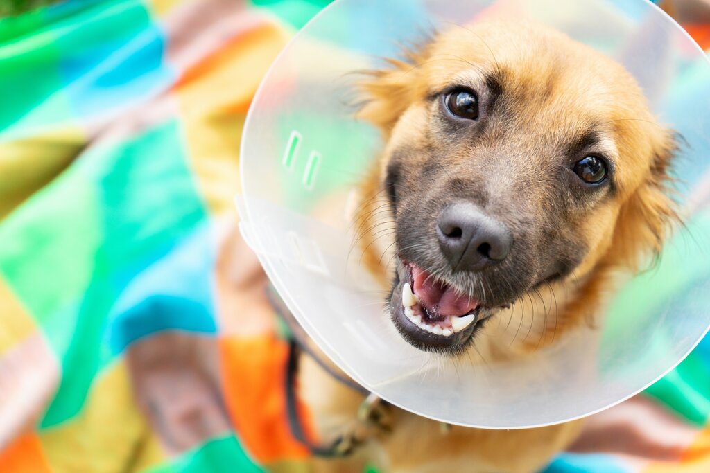 dog with cone on head, sitting on a colourful picnic blanket, looking up at the camera