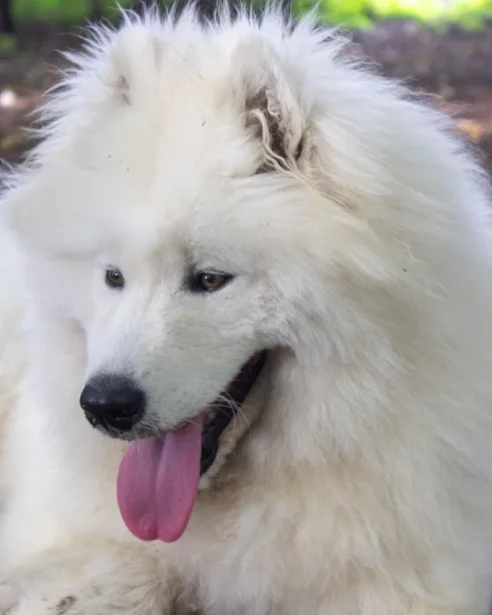 samoyed lying down outdoors